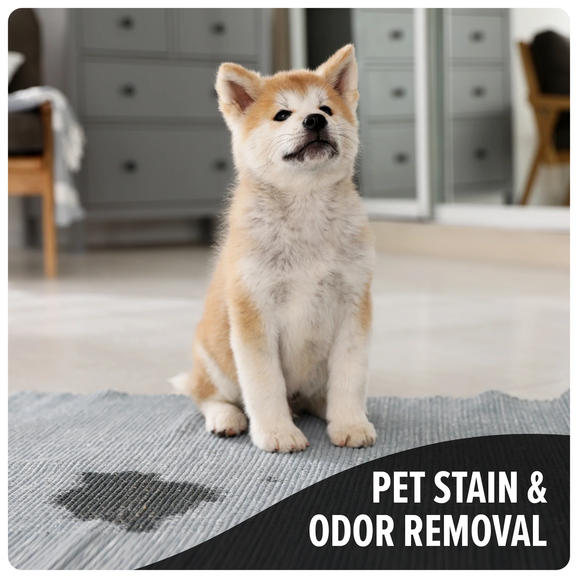 Carpet Cleaner + Pet Carpet Cleaner Solution Bundle - Image 15